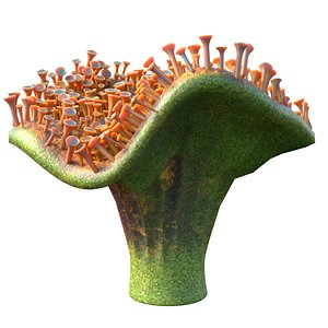 coral reef 29 3D model