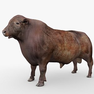 3D RED ANGUS Rigged L2075