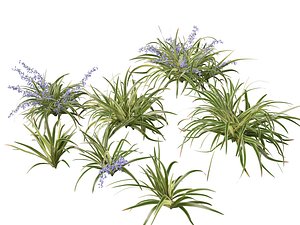 3D model Dianella tasmanica - Tasman Flax Lily