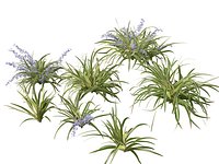 Dianella tasmanica - Tasman Flax Lily