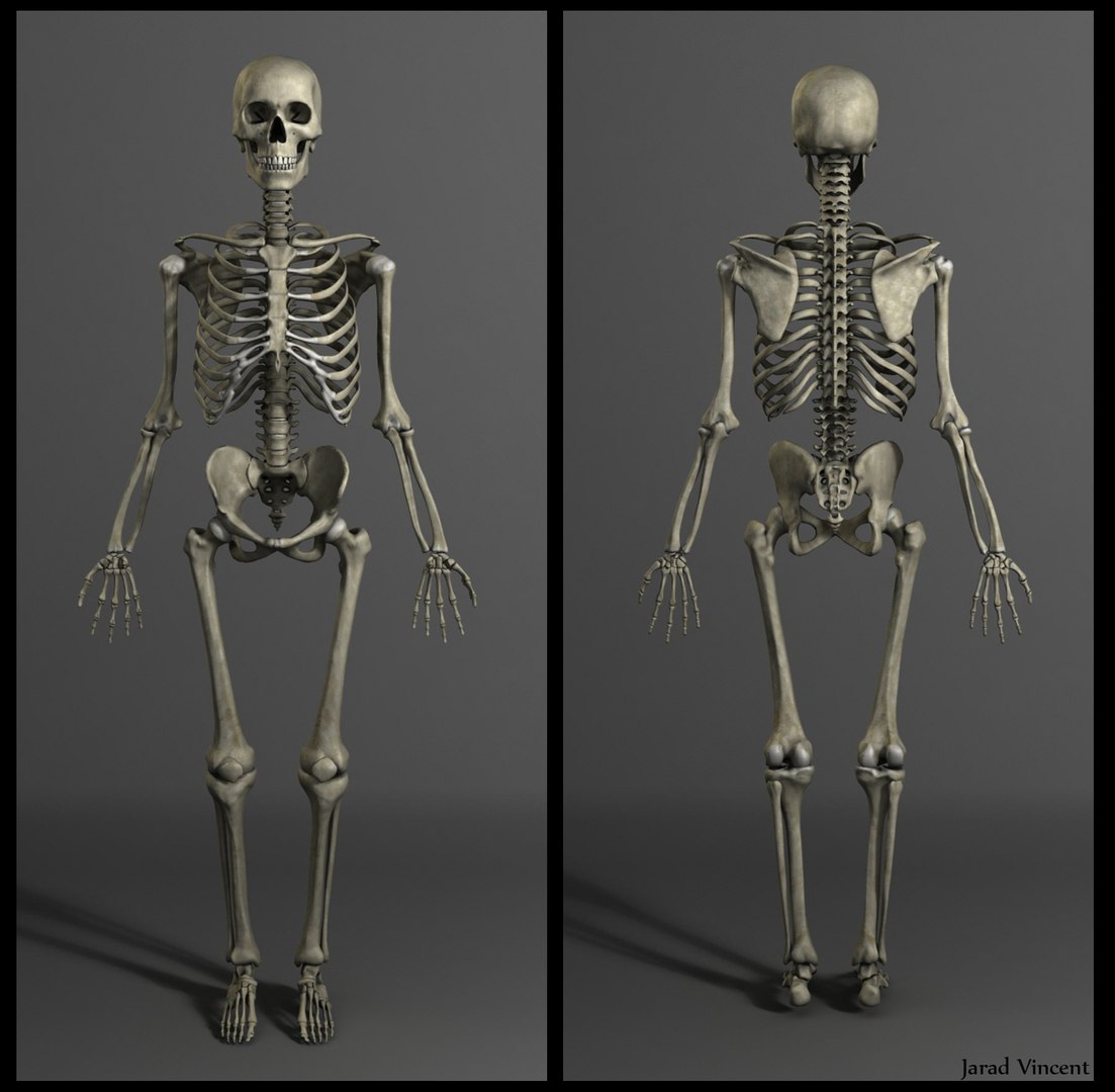 muscles skeleton 3d obj