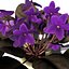 xfrogplants 1 plant flowers 3ds