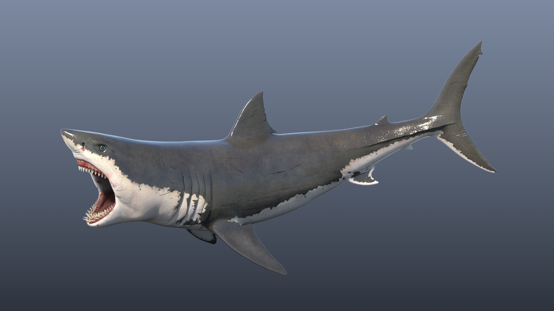 white great shark model https://p.turbosquid.com/ts-thumb/It/mF6eOo/7i/render_02/png/1613157201/1920x1080/fit_q87/86063cda91f0db137e07050558f4ac5e802033d0/render_02.jpg