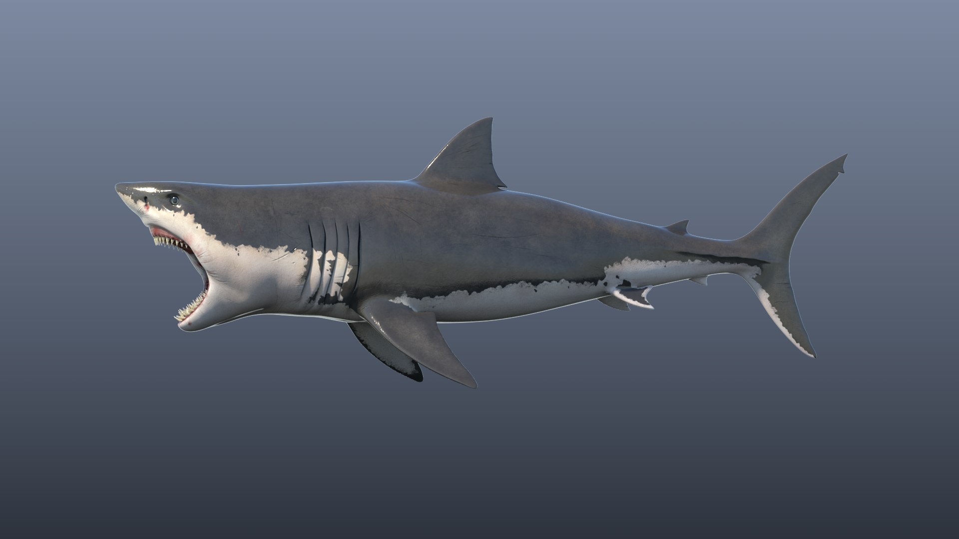 white great shark model https://p.turbosquid.com/ts-thumb/It/mF6eOo/gw/render_08/png/1613157195/1920x1080/fit_q87/da95e305f557025dbcdd3cd6dbd27b3cc199cc2a/render_08.jpg