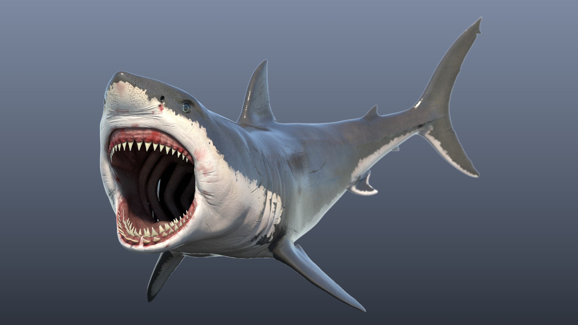 white great shark model https://p.turbosquid.com/ts-thumb/It/mF6eOo/sr/render_01/png/1613157196/1920x1080/fit_q87/697ecbec14d0e0c5e58183db33ed74bcf1e9d8d2/render_01.jpg