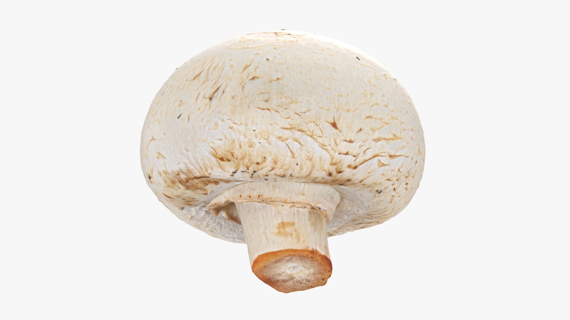3D Champignon Collection 2 https://p.turbosquid.com/ts-thumb/It/rbw3jN/0n/champignon01_a0001/jpg/1719424334/1920x1080/fit_q87/8831c8758dc0b11e8639567bcc9d1fea05d6fe80/champignon01_a0001.jpg