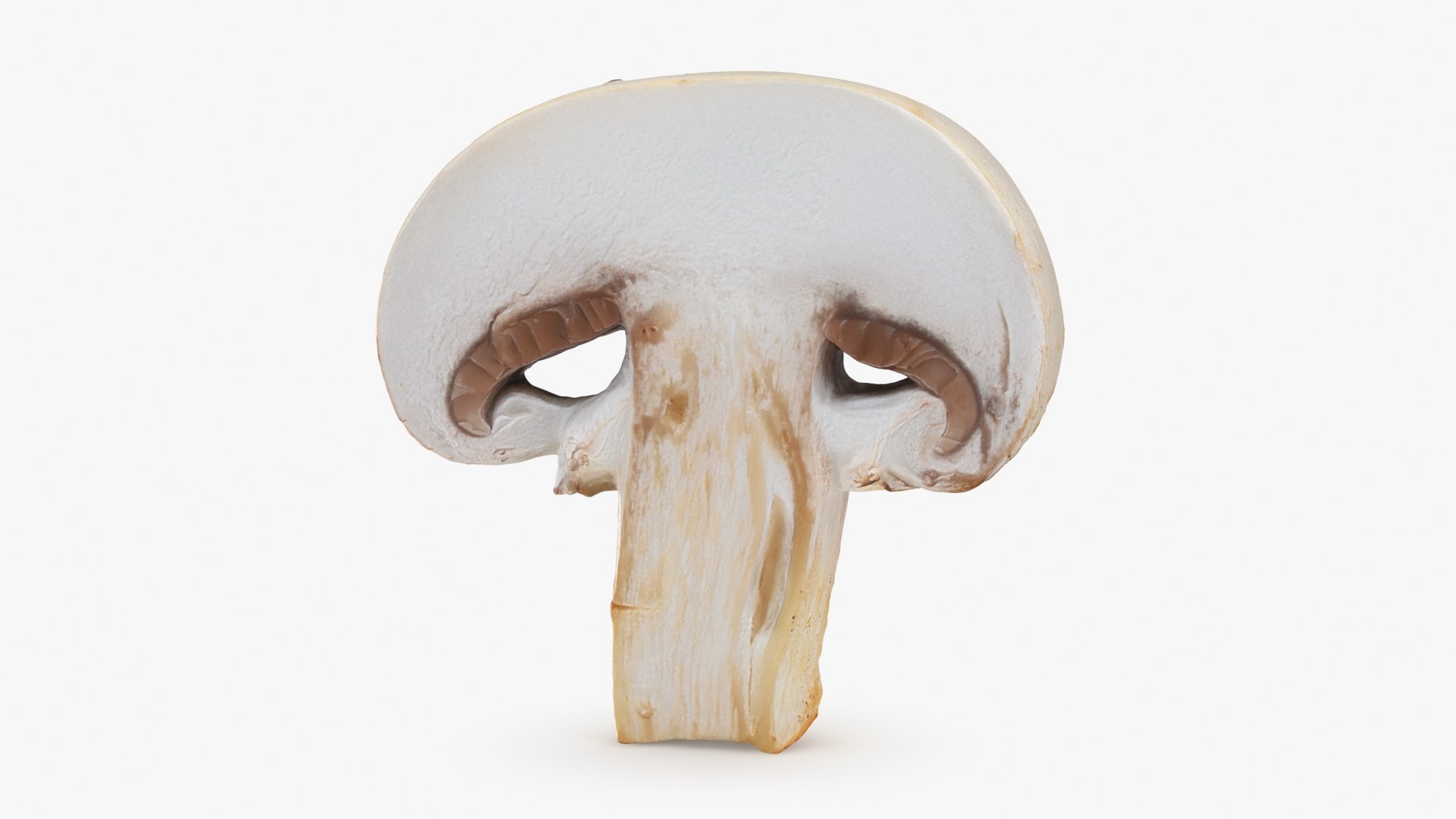 3D Champignon Collection 2 https://p.turbosquid.com/ts-thumb/It/rbw3jN/3w/champignonslice_a0001/jpg/1719423540/1920x1080/fit_q87/2c2cca1a3a6ca72f84c0b42234e569f461c7c3bd/champignonslice_a0001.jpg
