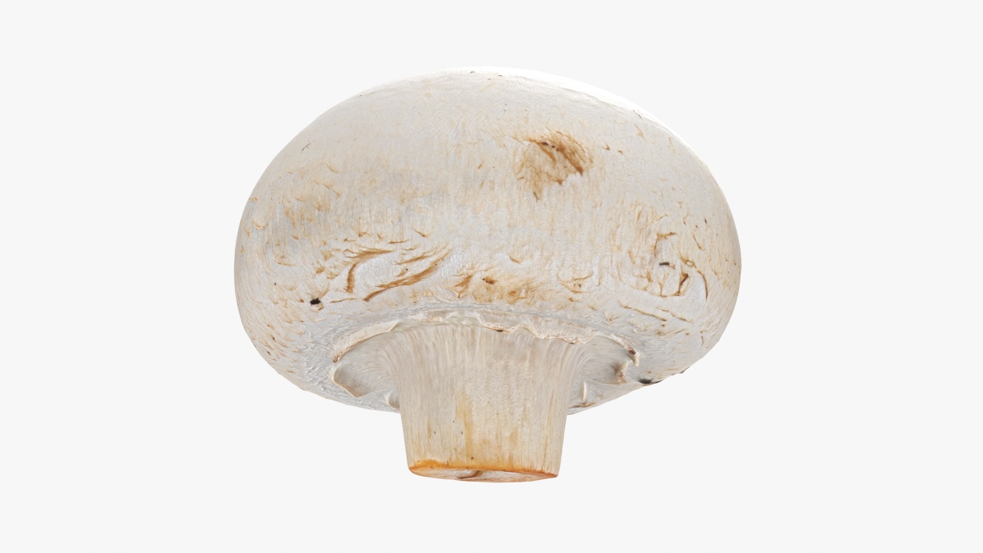 3D Champignon Collection 2 https://p.turbosquid.com/ts-thumb/It/rbw3jN/7p/champignon02_a0001/jpg/1719424865/1920x1080/fit_q87/2392069da31487b4a90c607c67e17d12ae4ba24e/champignon02_a0001.jpg