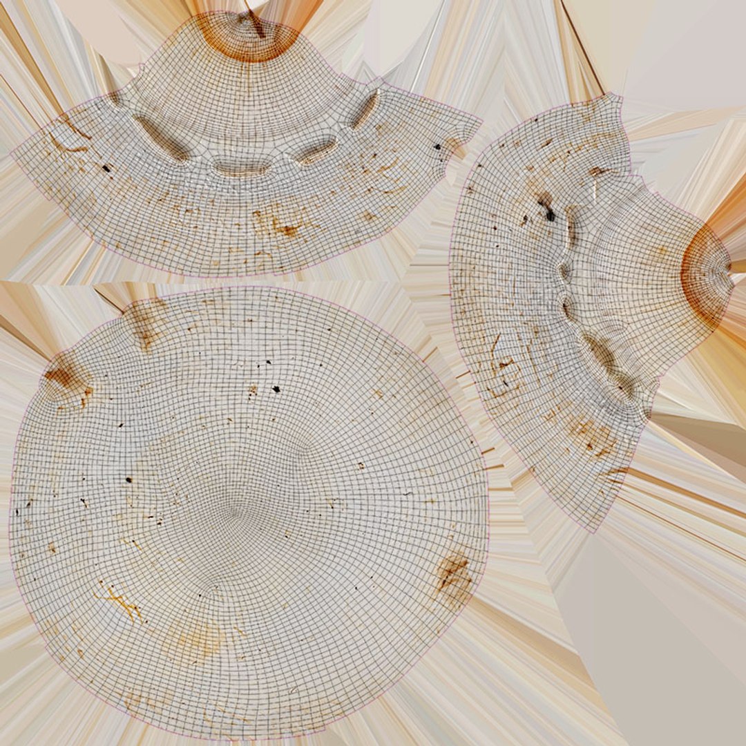 3D Champignon Collection 2 https://p.turbosquid.com/ts-thumb/It/rbw3jN/Cl/champignon02_d0004/jpg/1719562836/1920x1080/fit_q87/eb33d18ddc44e8dac5eeee560123c6250e26bd6e/champignon02_d0004.jpg