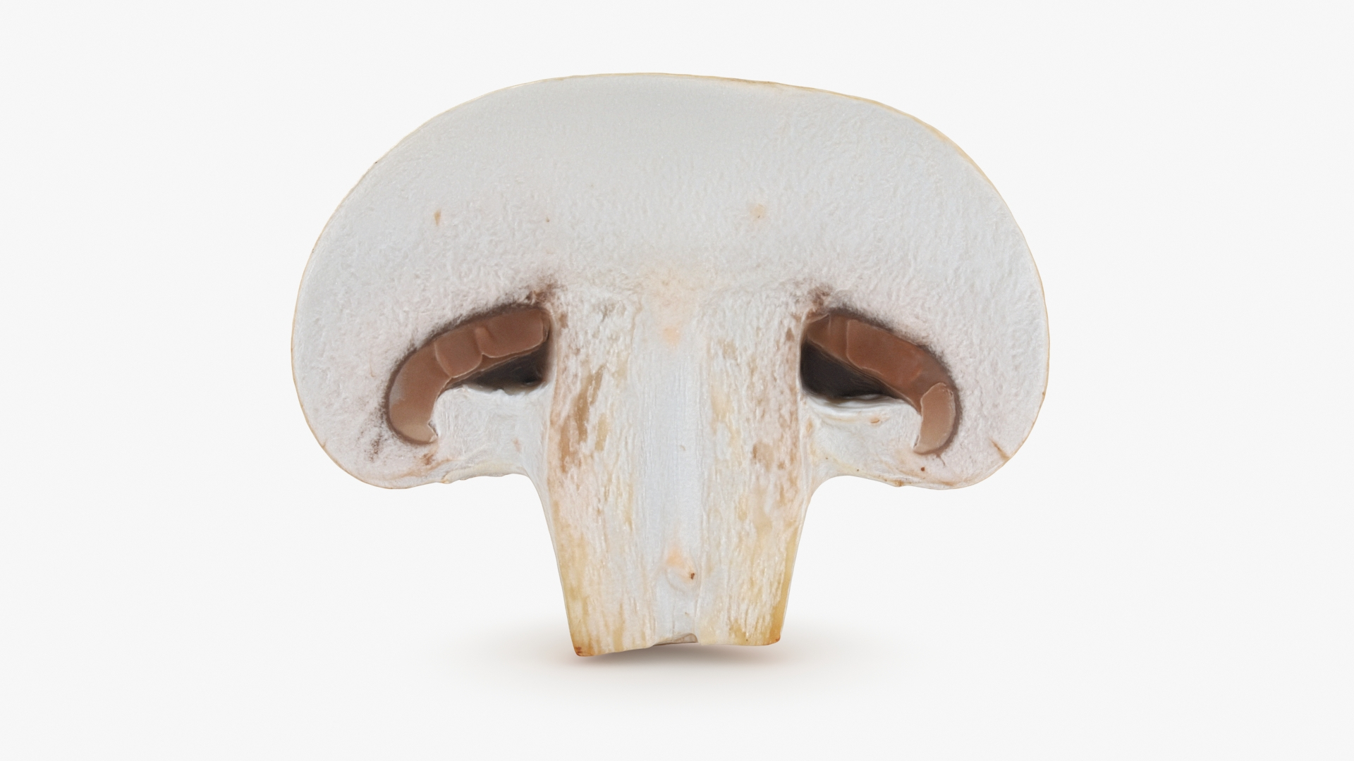 3D Champignon Collection 2 https://p.turbosquid.com/ts-thumb/It/rbw3jN/KN/champignonhalf/jpg/1719422871/1920x1080/turn_fit_q99/a4586b2b2a0577468f1e8568459673da0e86145b/champignonhalf-1.jpg
