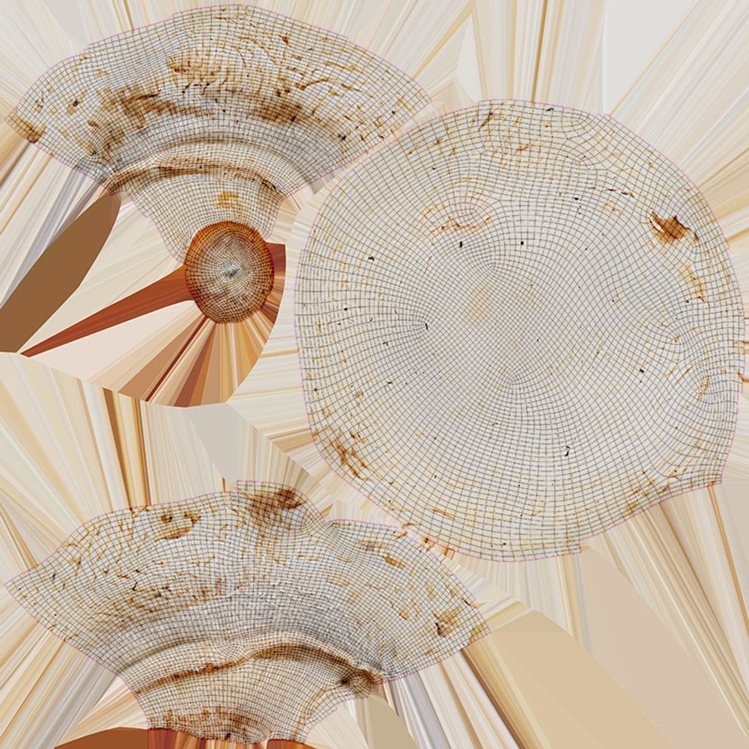 3D Champignon Collection 2 https://p.turbosquid.com/ts-thumb/It/rbw3jN/LS/champignon01_d0004/jpg/1719424346/1920x1080/fit_q87/b71453c843d58d7dfcba7d236366cd21401e828d/champignon01_d0004.jpg