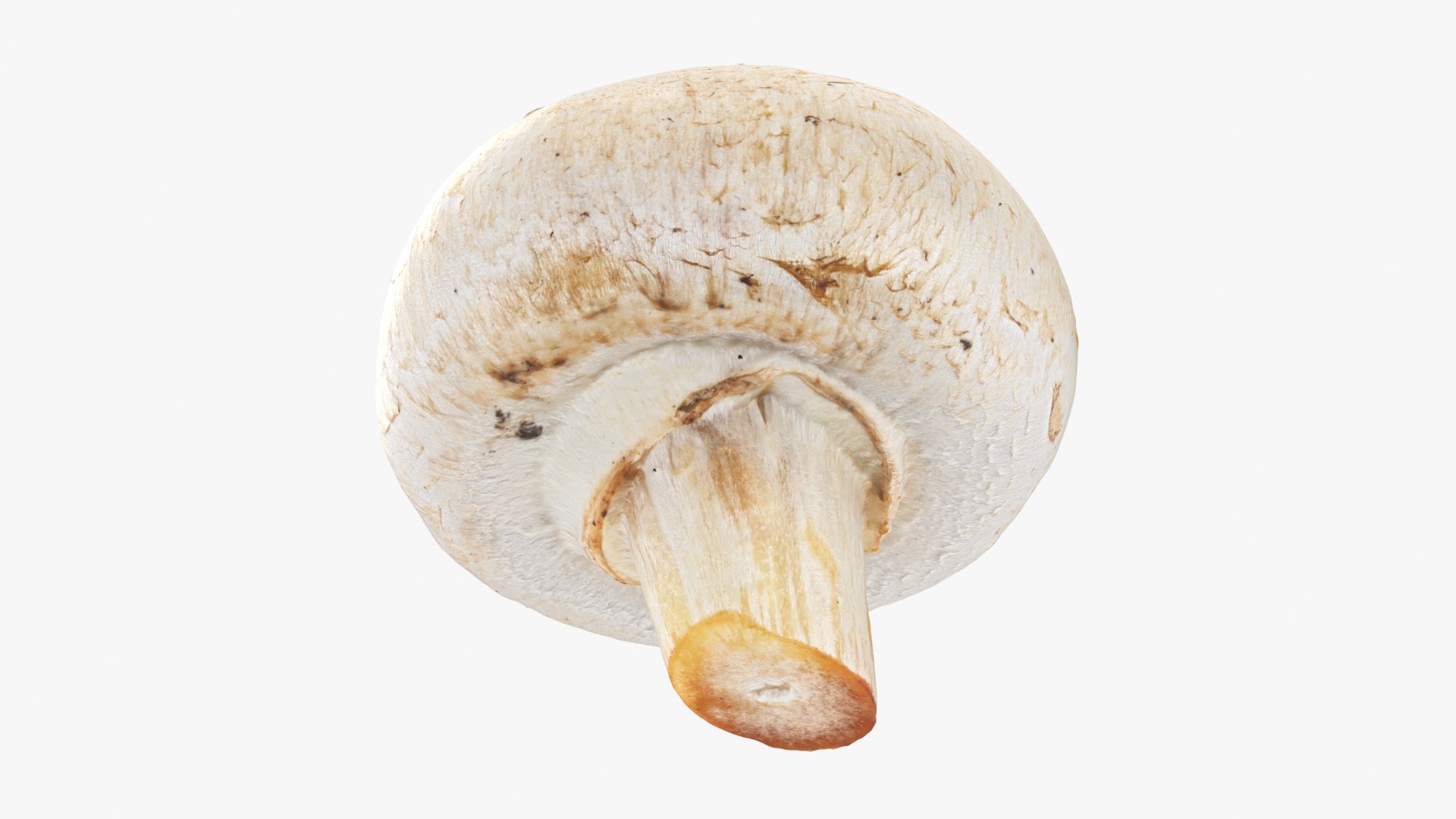 3D Champignon Collection 2 https://p.turbosquid.com/ts-thumb/It/rbw3jN/MM/champignon03_a0001/jpg/1719466129/1920x1080/fit_q87/5815aad1517992c28c02d334f99f6ceec3a89eca/champignon03_a0001.jpg