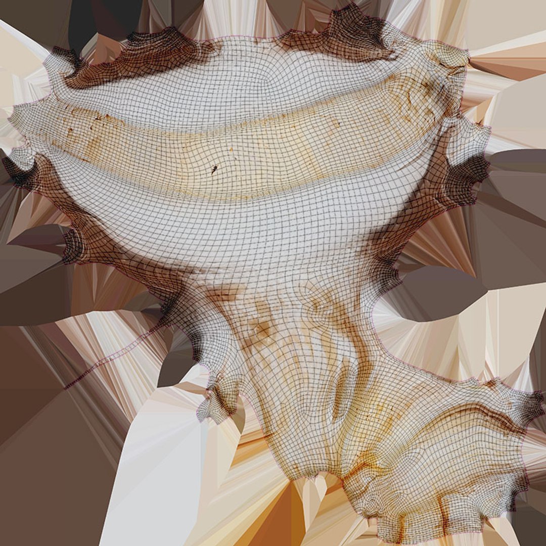 3D Champignon Collection 2 https://p.turbosquid.com/ts-thumb/It/rbw3jN/Uz/champignonslice_d0004/jpg/1719423551/1920x1080/fit_q87/0b5db85235763d875b1ef87e27618db0b404351b/champignonslice_d0004.jpg