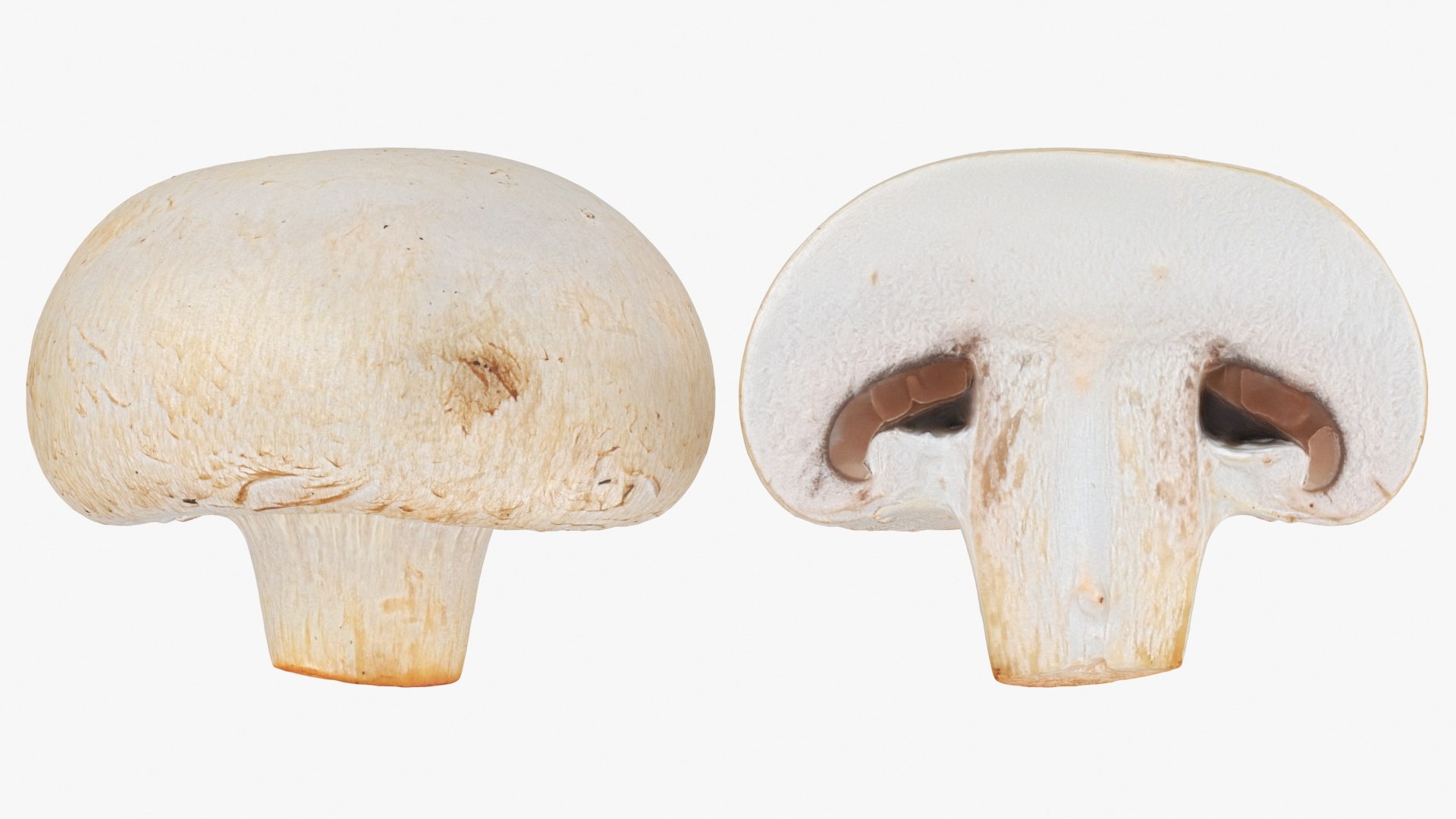 3D Champignon Collection 2 https://p.turbosquid.com/ts-thumb/It/rbw3jN/VO/champignonhalf_a0002/jpg/1719422855/1920x1080/fit_q87/64d7b17ecbd441165ee0a2e54878ab414f4be9bd/champignonhalf_a0002.jpg