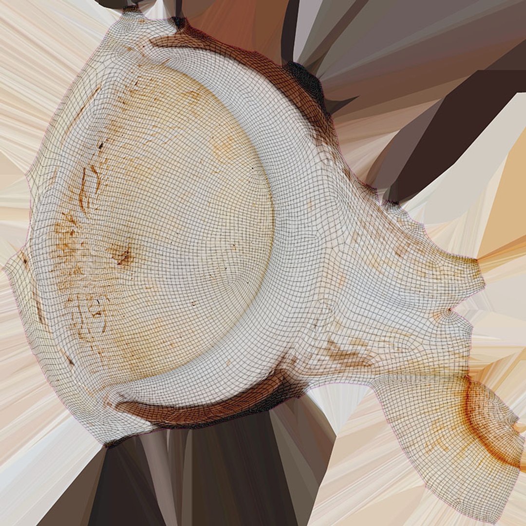 3D Champignon Collection 2 https://p.turbosquid.com/ts-thumb/It/rbw3jN/Zp/champignonhalf_d0004/jpg/1719422867/1920x1080/fit_q87/21ef456eaa3a038de8f53959397719b038354471/champignonhalf_d0004.jpg