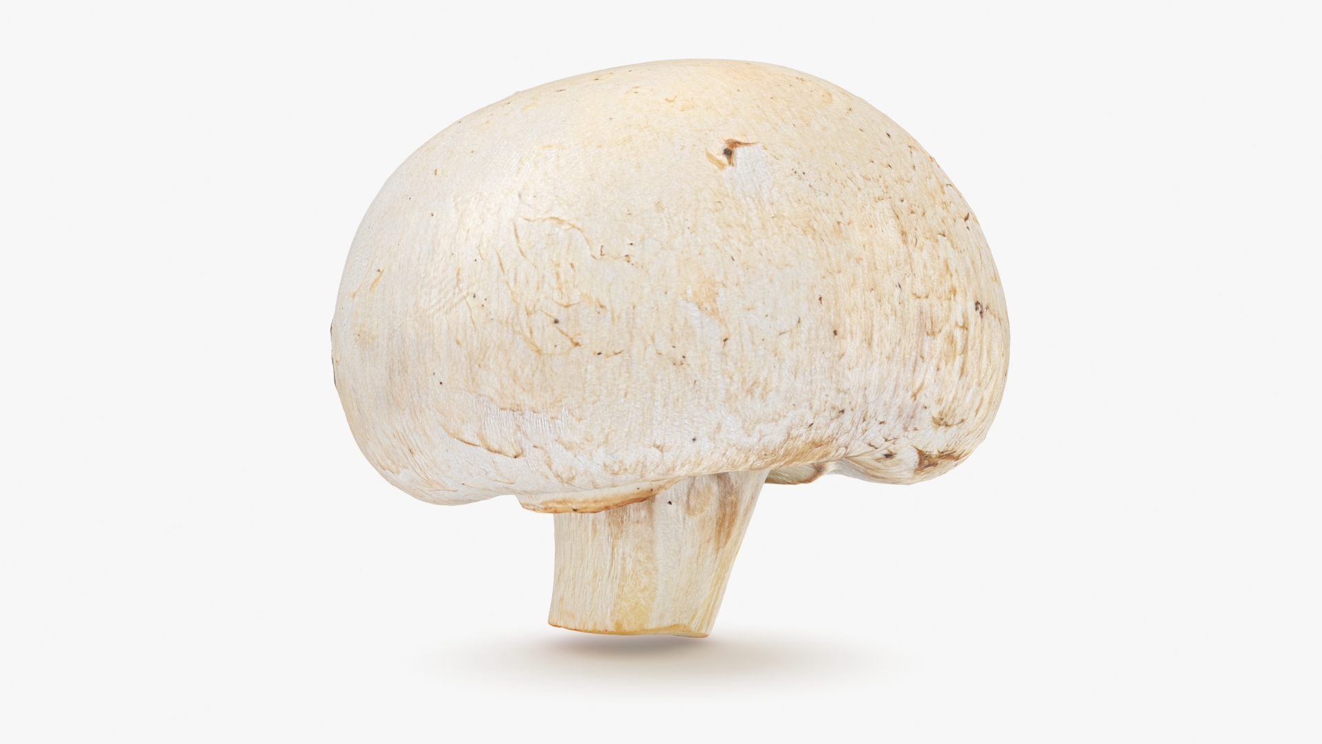 3D Champignon Collection 2 https://p.turbosquid.com/ts-thumb/It/rbw3jN/d2/champignon03/jpg/1719466144/1920x1080/turn_fit_q99/0cec5f126cb91b2c2631f7f5300ba930bbdaa8d9/champignon03-1.jpg