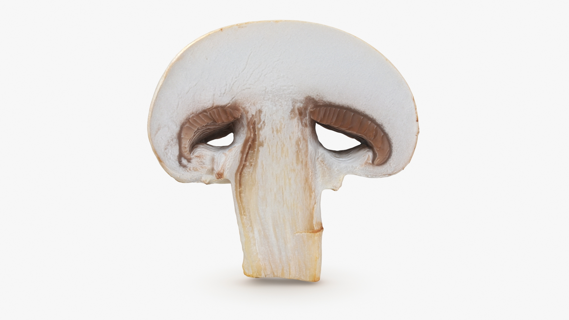 3D Champignon Collection 2 https://p.turbosquid.com/ts-thumb/It/rbw3jN/ho/champignonslice/jpg/1719423555/1920x1080/turn_fit_q99/d0803a0243a1ccf9e4d24c88c8498bc9d89d3196/champignonslice-1.jpg