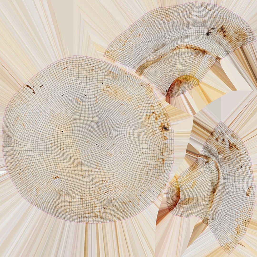 3D Champignon Collection 2 https://p.turbosquid.com/ts-thumb/It/rbw3jN/if/champignon03_d0004/jpg/1719562857/1920x1080/fit_q87/94303d4760c721fbc26e35820f842d69421dd0d8/champignon03_d0004.jpg
