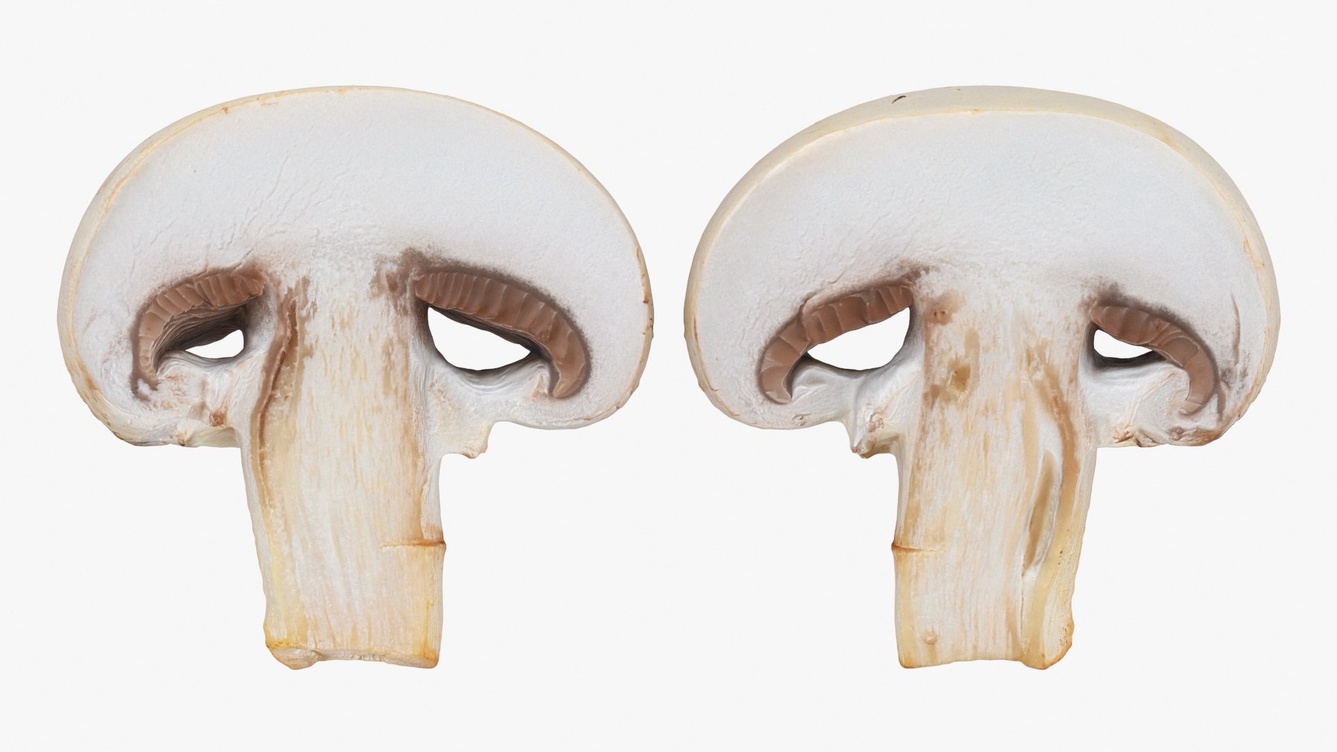 3D Champignon Collection 2 https://p.turbosquid.com/ts-thumb/It/rbw3jN/yo/champignonslice_a0002/jpg/1719423540/1920x1080/fit_q87/5b9b600138fa511238c372e73df4664b0e2a7a5c/champignonslice_a0002.jpg
