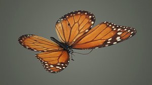 Danaus Plexippus Butterfly Milkweed 3D