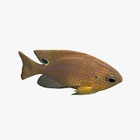 Damselfish