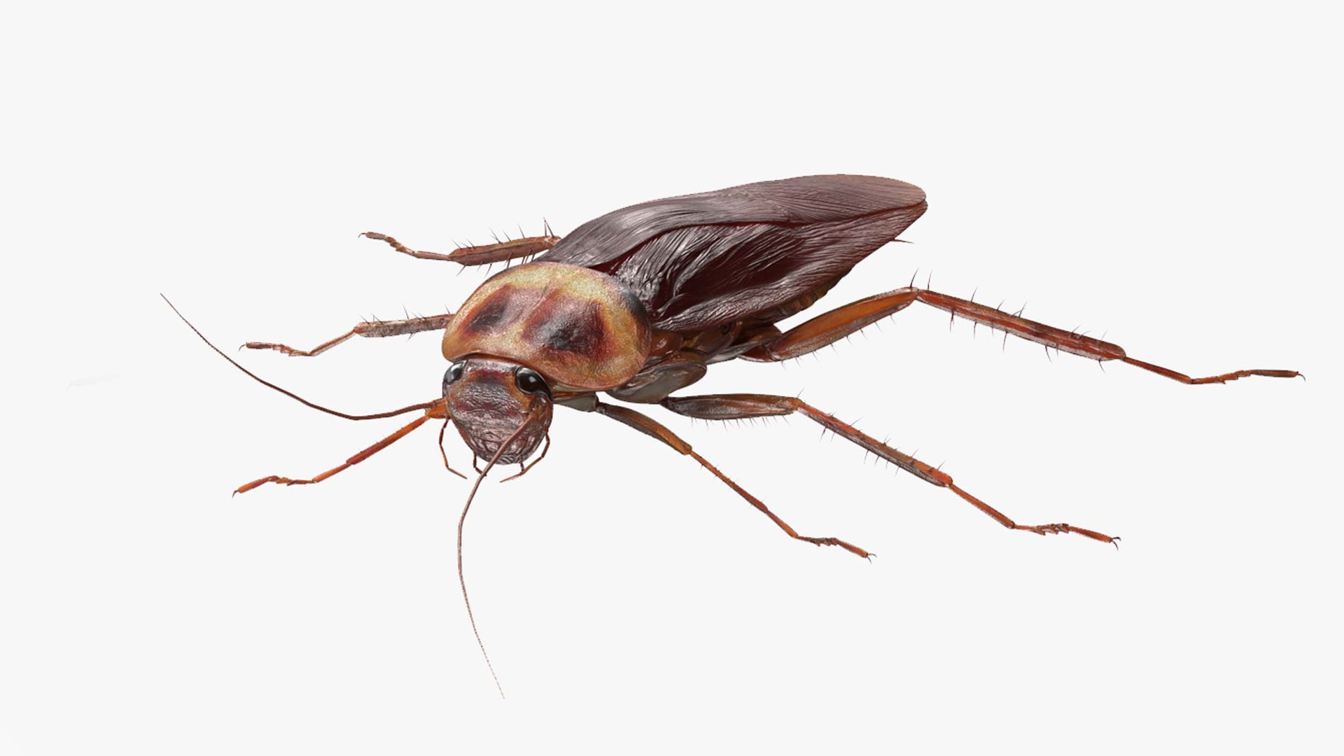 Red Flying Cockroach Rigged for Cinema 4D 3D model preview