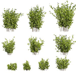 3D Collection plant vol 553 - blueberry - bush - leaf model