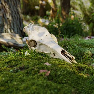 Deer head bone