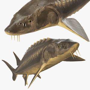 3D Sturgeon Fish model