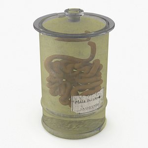 3D Human Small Intestine in Old Glass Jar model