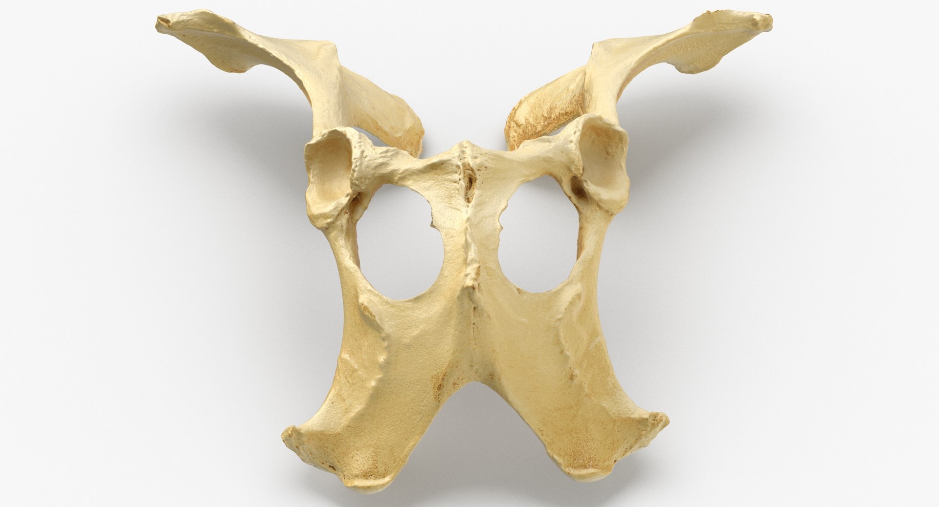 modèle 3D de Véritable Aurochs Domestique Bos Primigenius Pelvis Bone 01 -  TurboSquid 1574901, image size:1920x1038
