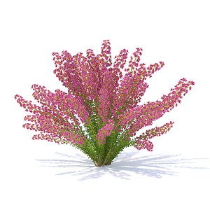 3D model heather plant calluna