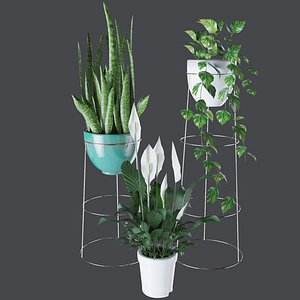 Evergreen Indoor House Plants Collection