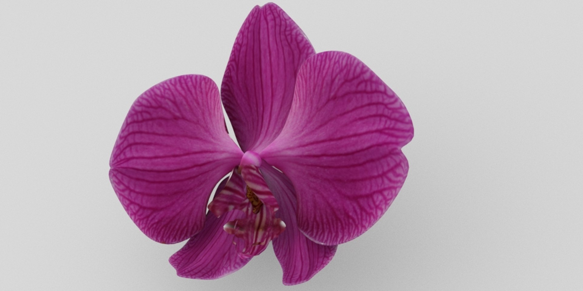 3D Model Orchid - TurboSquid 1394312