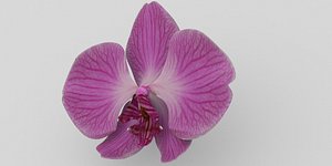 orchid