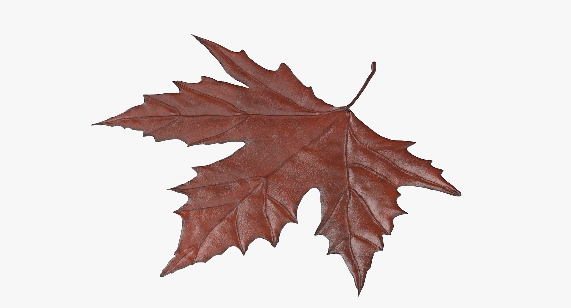 brown maple leaf 02 3d max