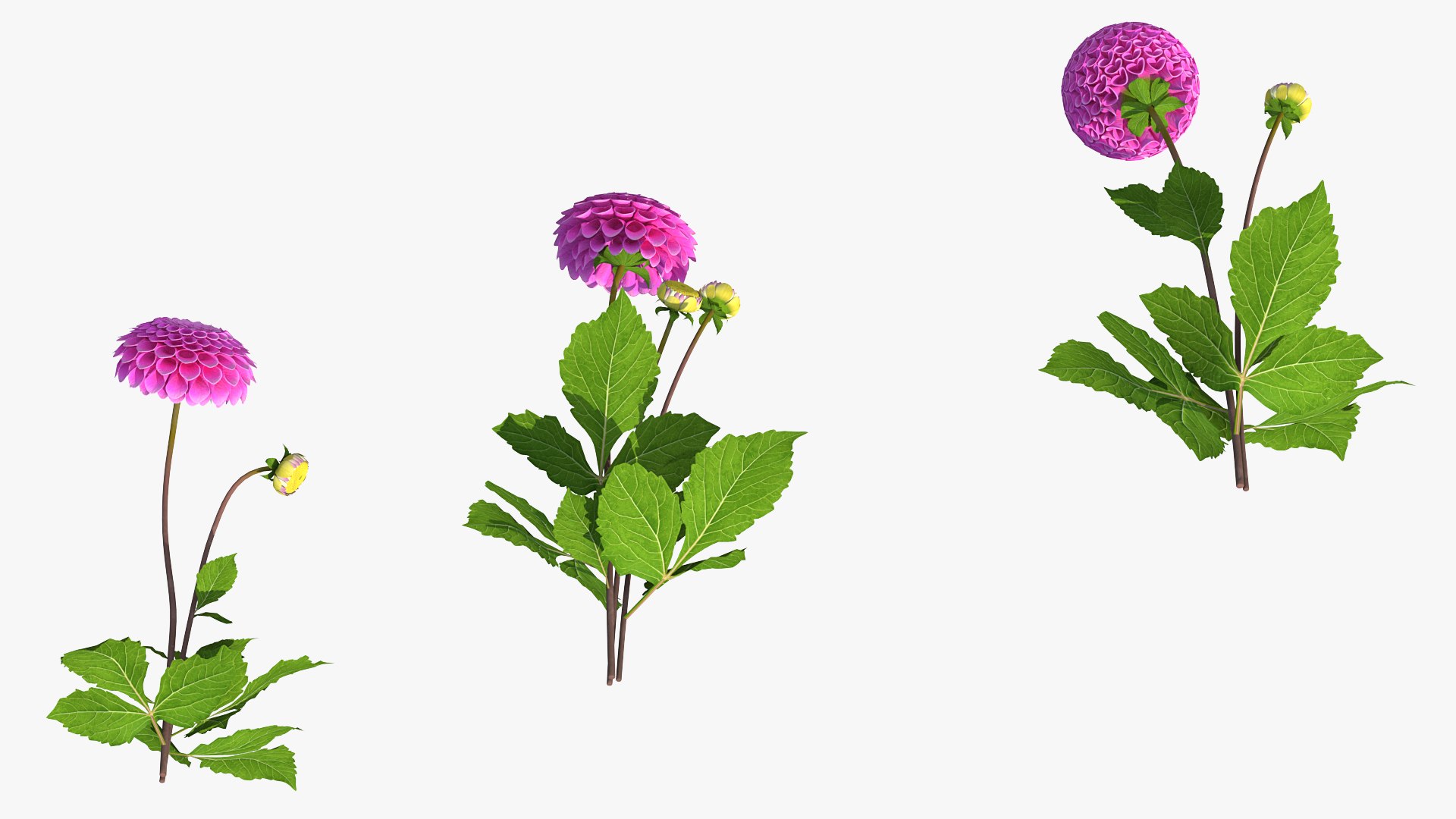 3D dahlia franz kafka pink https://p.turbosquid.com/ts-thumb/Iv/AO2tRF/6a2RRfIK/dahliafranzkafkapinksetc4dmodel004/jpg/1597707469/1920x1080/fit_q87/ffa5b2746316d9d708bed843b4f6ac2c3ae50c54/dahliafranzkafkapinksetc4dmodel004.jpg