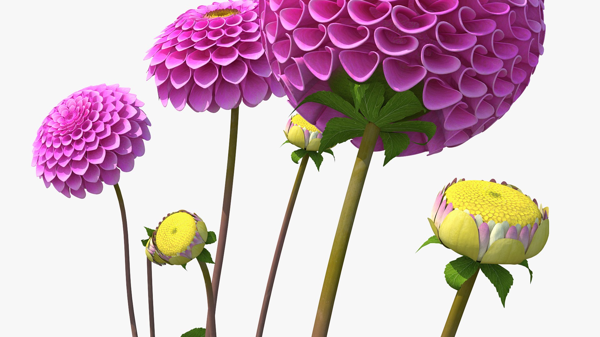 3D dahlia franz kafka pink https://p.turbosquid.com/ts-thumb/Iv/AO2tRF/6q2WmIKS/dahliafranzkafkapinksetc4dmodel010/jpg/1597707534/1920x1080/fit_q87/d364cadfdb52304bfff4bd6c0c859900fbf97aa7/dahliafranzkafkapinksetc4dmodel010.jpg