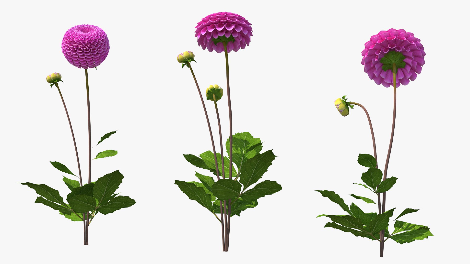 3D dahlia franz kafka pink https://p.turbosquid.com/ts-thumb/Iv/AO2tRF/KPGnpPW1/dahliafranzkafkapinksetc4dmodel007/jpg/1597707503/1920x1080/fit_q87/ba29b8891b269ef42df0c08a070b73ea3bd51321/dahliafranzkafkapinksetc4dmodel007.jpg