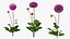 Dahlia Franz Kafka Set Rosa
