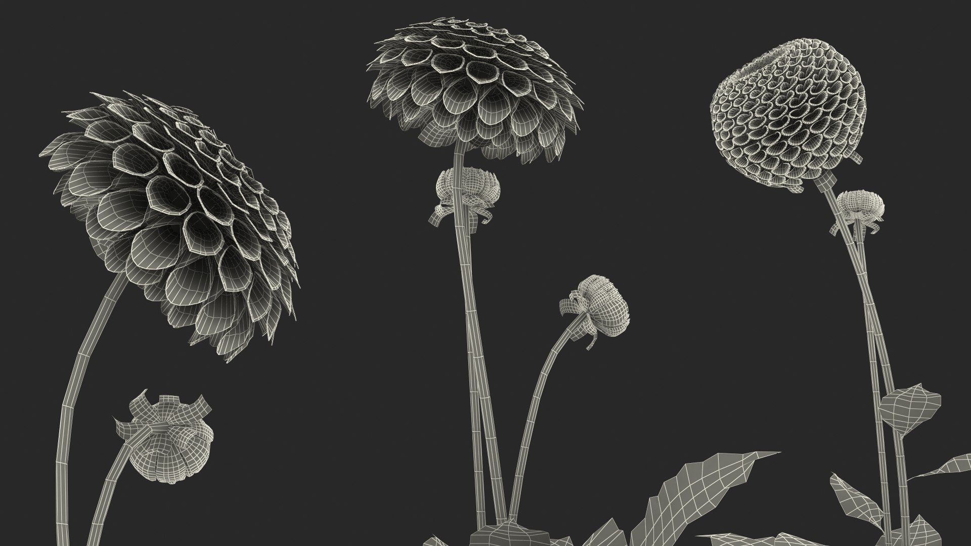 3D dahlia franz kafka pink https://p.turbosquid.com/ts-thumb/Iv/AO2tRF/OIBLboYl/dahliafranzkafkapinksetc4dmodel029/jpg/1597707732/1920x1080/fit_q87/983c2a4a0210d76f8a170ac56cec5cc140efbe86/dahliafranzkafkapinksetc4dmodel029.jpg