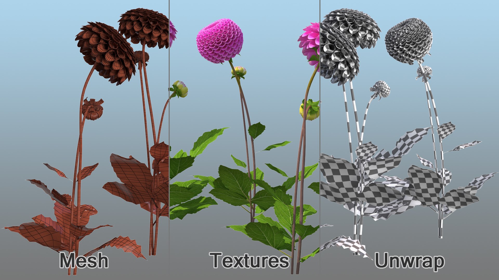 3D dahlia franz kafka pink https://p.turbosquid.com/ts-thumb/Iv/AO2tRF/QSPipllx/dahliafranzkafkapinksetc4dmodel015/jpg/1597707586/1920x1080/fit_q87/07089474a92064c6f2b2b7fab987866b4ec11e1b/dahliafranzkafkapinksetc4dmodel015.jpg