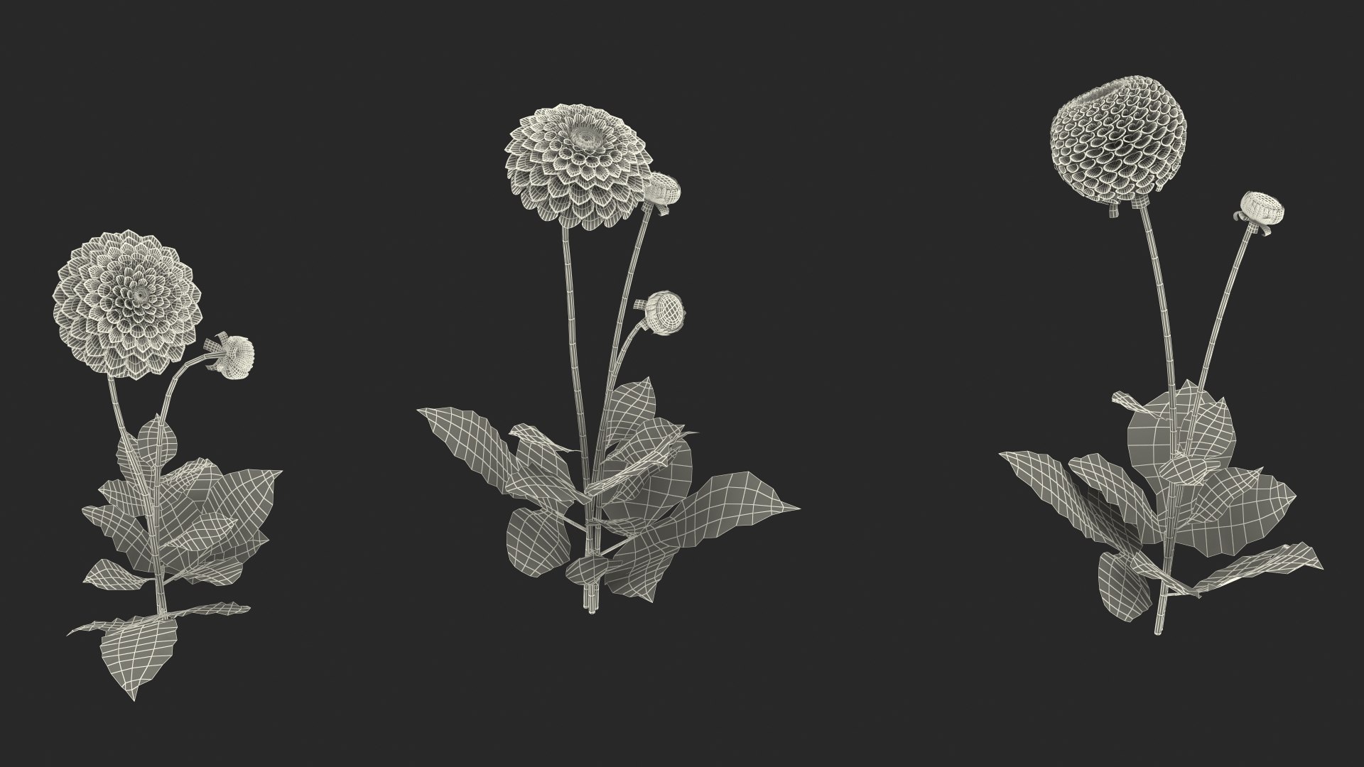 3D dahlia franz kafka pink https://p.turbosquid.com/ts-thumb/Iv/AO2tRF/SFk6PXbZ/dahliafranzkafkapinksetc4dmodel025/jpg/1597707691/1920x1080/fit_q87/081850952db0f8ca97a6ead298a2c536c525d336/dahliafranzkafkapinksetc4dmodel025.jpg
