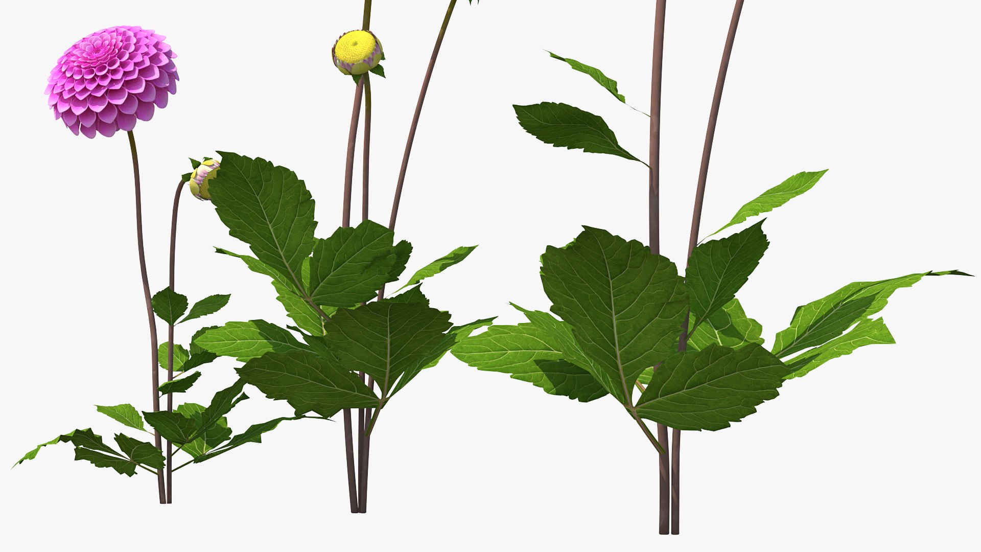 3D dahlia franz kafka pink https://p.turbosquid.com/ts-thumb/Iv/AO2tRF/XSfSjIww/dahliafranzkafkapinksetc4dmodel013/jpg/1597707566/1920x1080/fit_q87/80771ae6966f2027c4b3bedd183887a663a9a0c5/dahliafranzkafkapinksetc4dmodel013.jpg