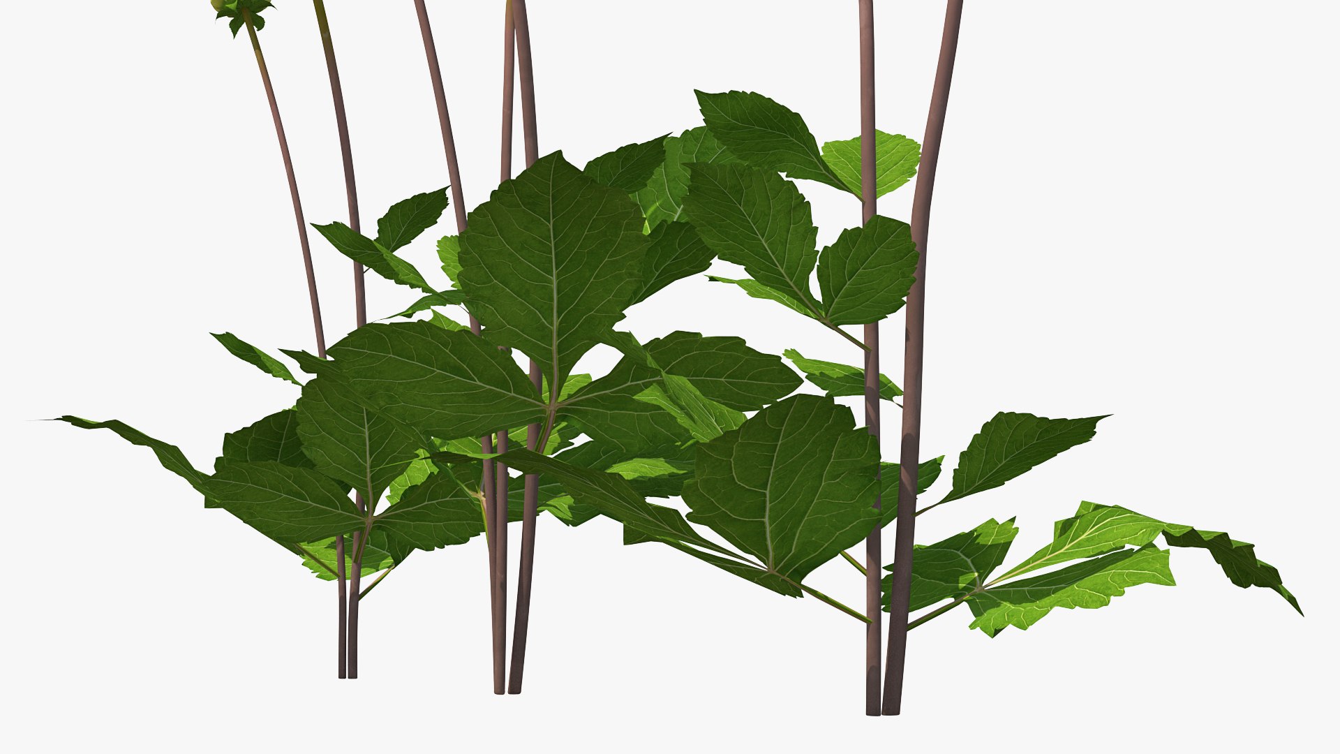 3D dahlia franz kafka pink https://p.turbosquid.com/ts-thumb/Iv/AO2tRF/aX6lFja1/dahliafranzkafkapinksetc4dmodel014/jpg/1597707576/1920x1080/fit_q87/fd892ea627a1555f4ac024ad1eb6c8ffec7c9a18/dahliafranzkafkapinksetc4dmodel014.jpg