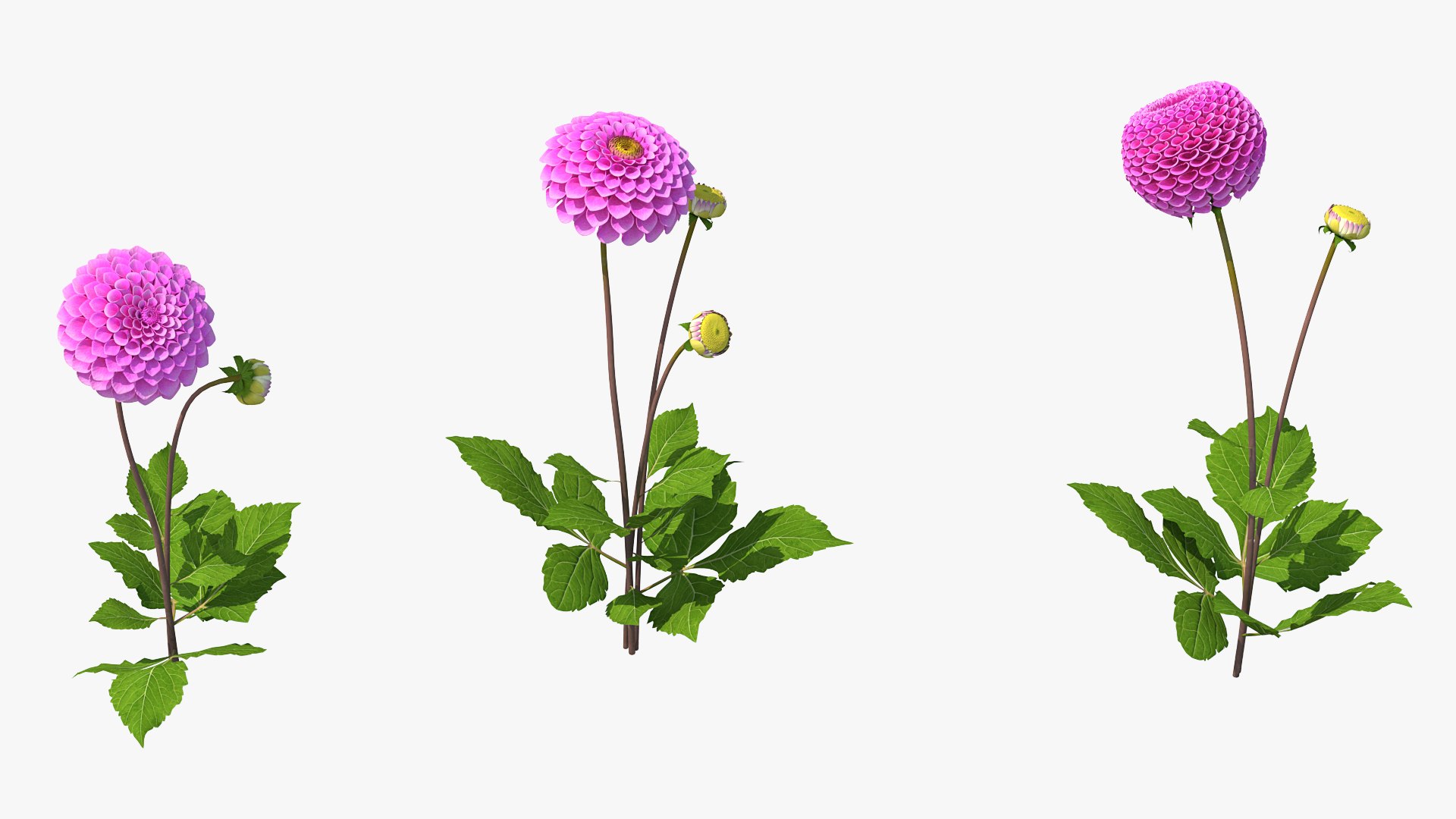 3D dahlia franz kafka pink https://p.turbosquid.com/ts-thumb/Iv/AO2tRF/djQD8XTj/dahliafranzkafkapinksetc4dmodel006/jpg/1597707493/1920x1080/fit_q87/de918e88f7b466f48865cc51c2dfe494c5d1c642/dahliafranzkafkapinksetc4dmodel006.jpg