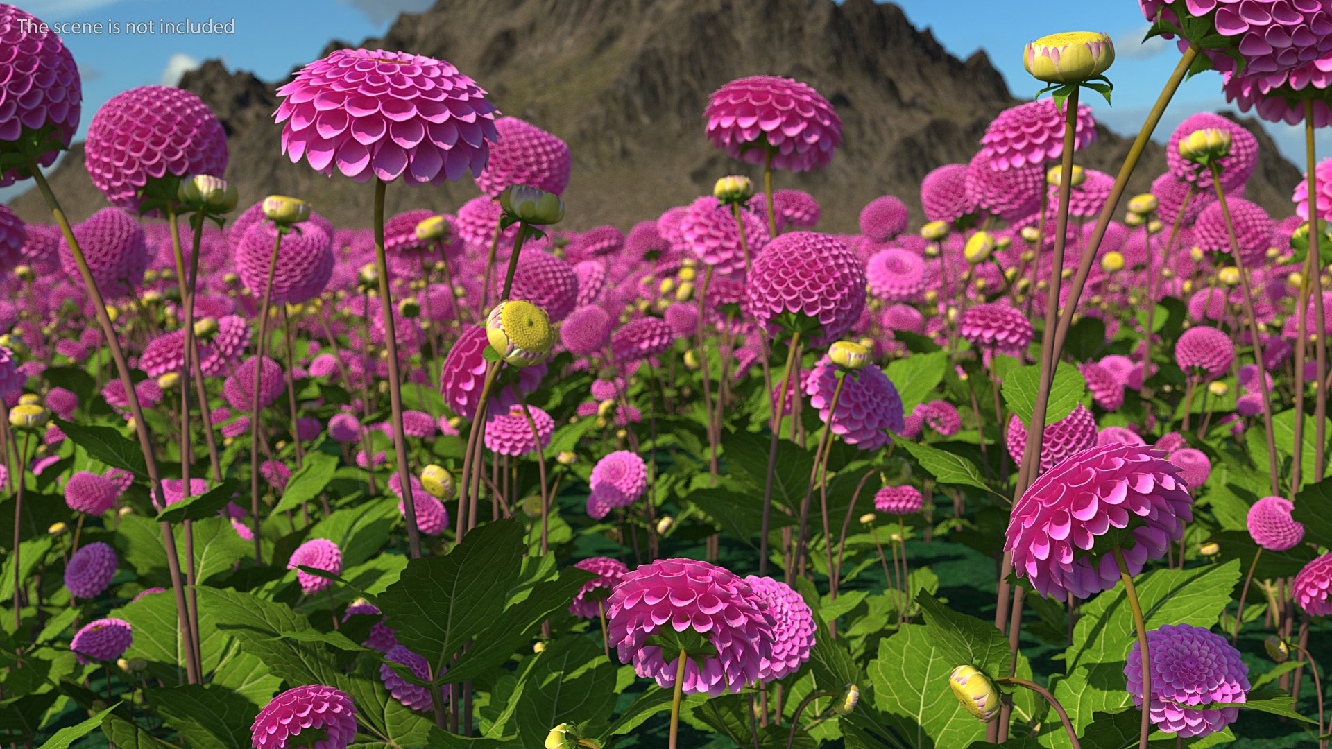 3D dahlia franz kafka pink https://p.turbosquid.com/ts-thumb/Iv/AO2tRF/eiaICIrD/dahliafranzkafkapinksetc4dmodel003/jpg/1597707458/1920x1080/fit_q87/0cd08be34b4ef3ac5f26101457cda9926c9911d9/dahliafranzkafkapinksetc4dmodel003.jpg