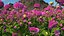 Dahlia Franz Kafka Set Rosa