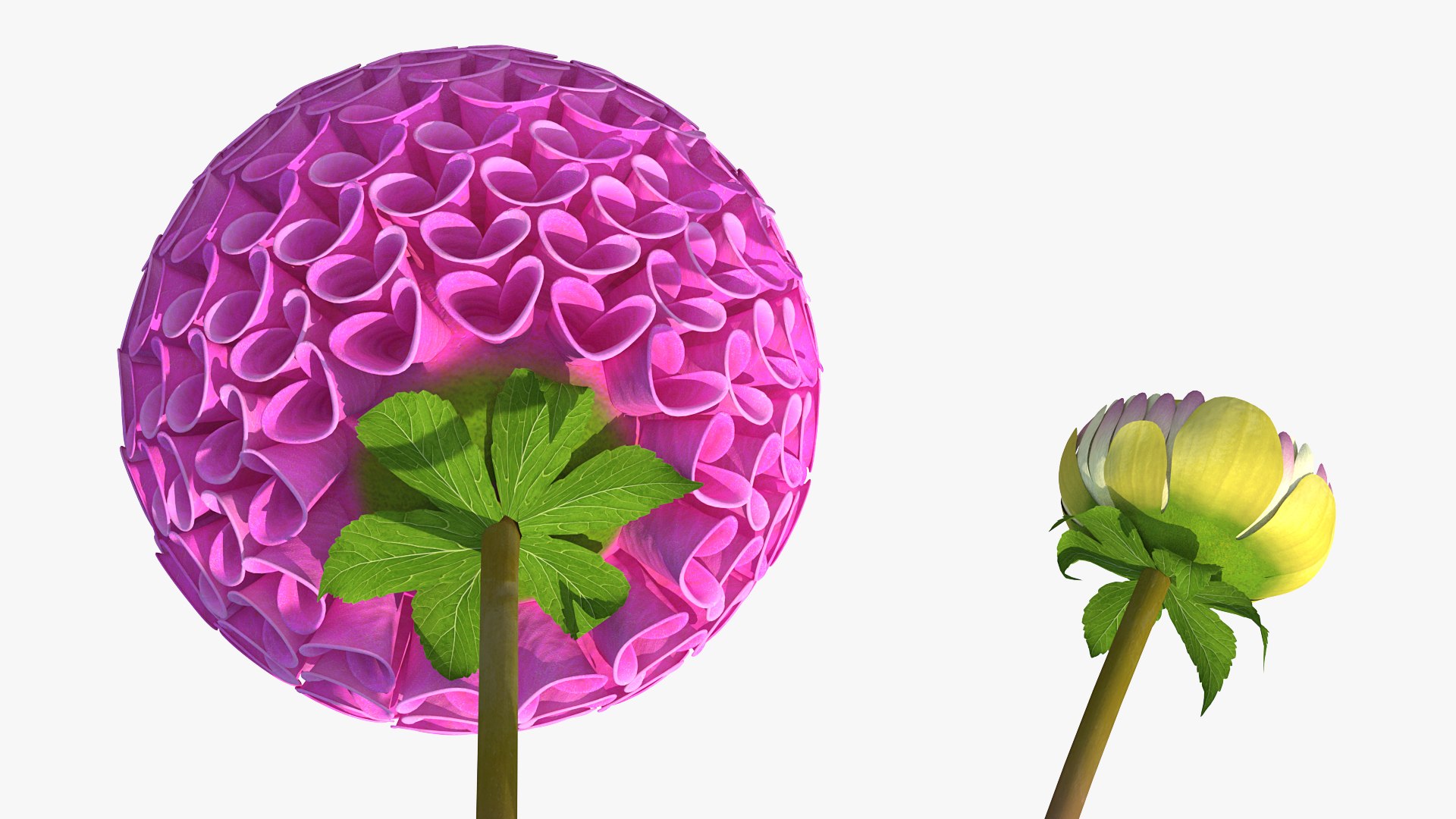 3D dahlia franz kafka pink https://p.turbosquid.com/ts-thumb/Iv/AO2tRF/i3W9pe7G/dahliafranzkafkapinksetc4dmodel011/jpg/1597707545/1920x1080/fit_q87/5816faf3a0f8546c67b507f41ee0101d00240c7d/dahliafranzkafkapinksetc4dmodel011.jpg