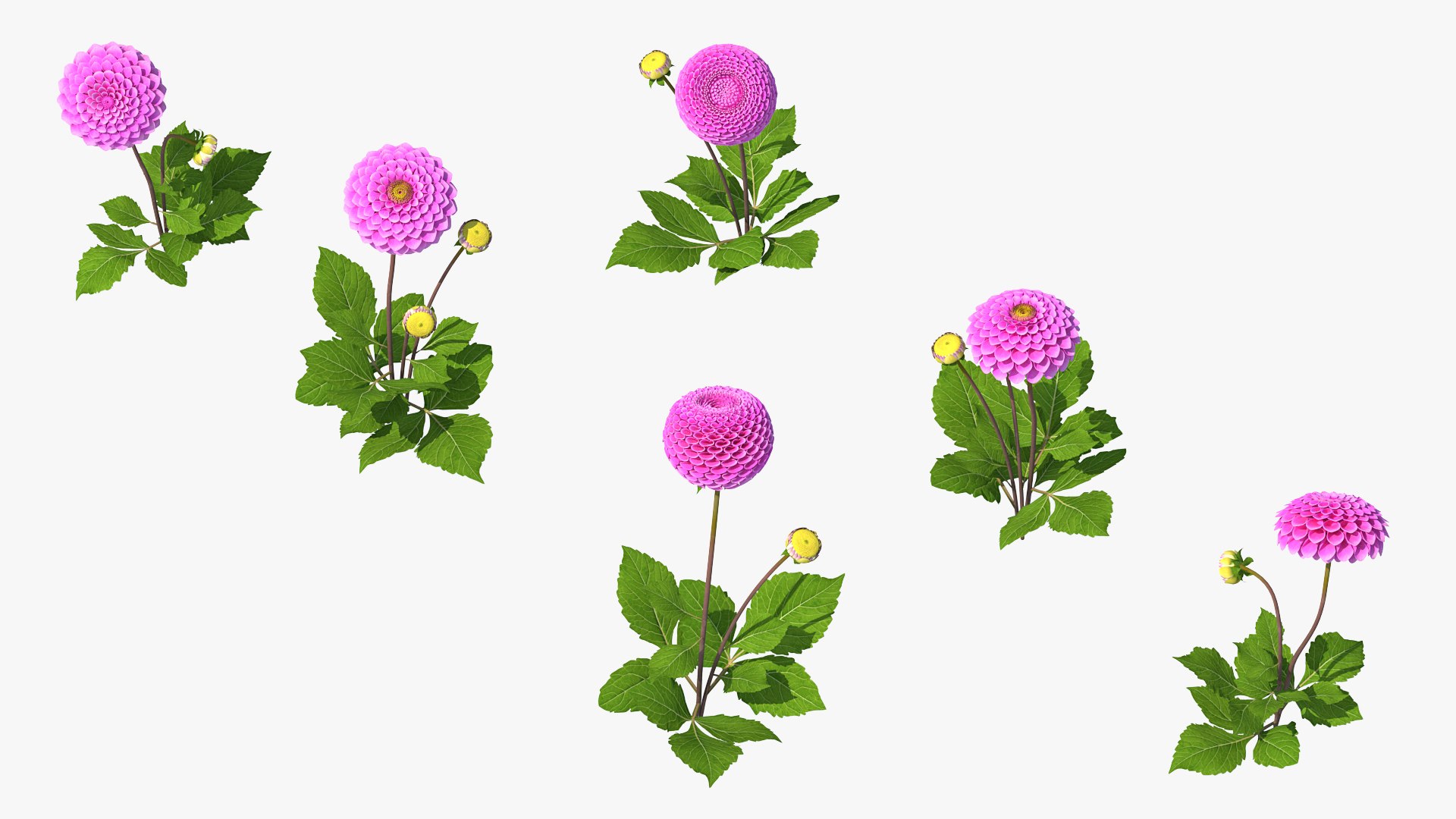 3D dahlia franz kafka pink https://p.turbosquid.com/ts-thumb/Iv/AO2tRF/igR9d5gs/dahliafranzkafkapinksetc4dmodel008/jpg/1597707513/1920x1080/fit_q87/506996ebba5047496e9ae9e07a7189d63e51f2dc/dahliafranzkafkapinksetc4dmodel008.jpg